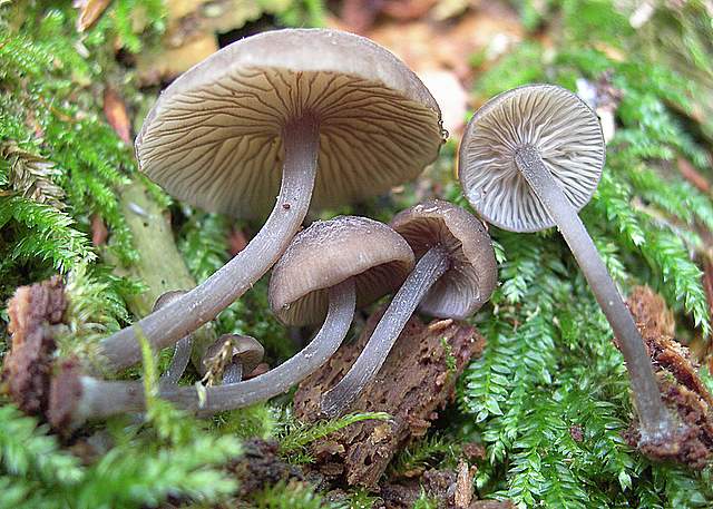 Micoflora estiva nell''areale basilese